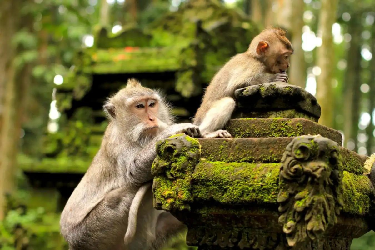 Ubud Monkey Forest